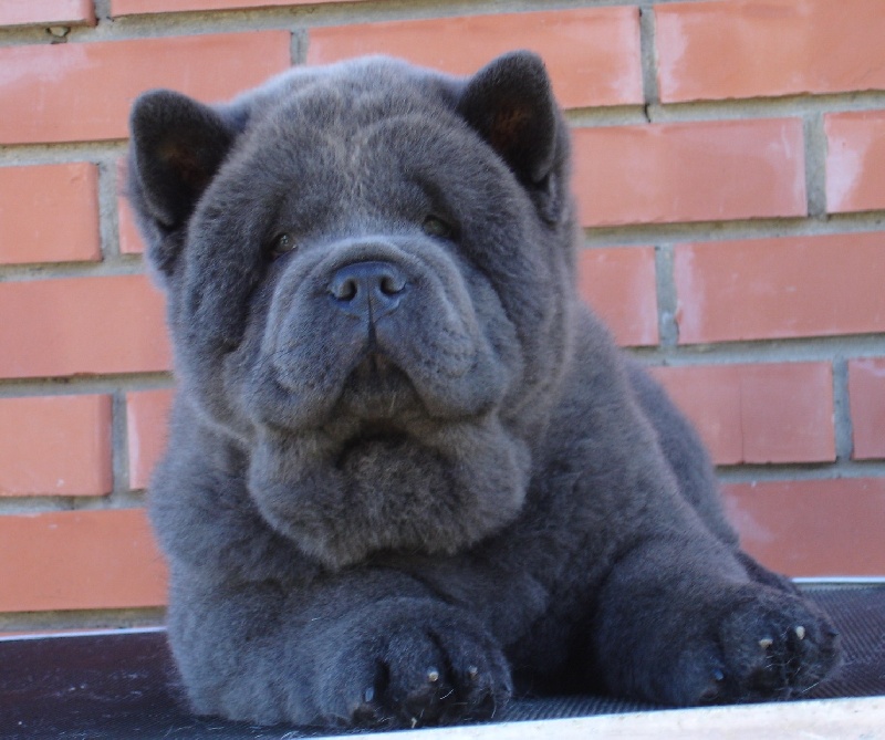 Publication : du Yang tse Kiang Auteur : Yang tse kiang kennel