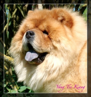 Publication : du Yang tse Kiang Auteur : Yang tse kiang kennel