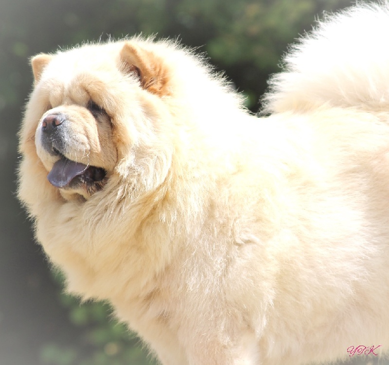 Publication : du Yang tse Kiang