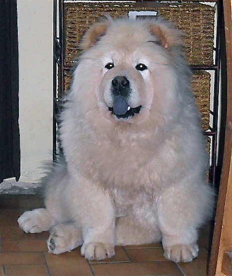 Publication : du Yang tse Kiang Auteur : yang tse kiang kennel