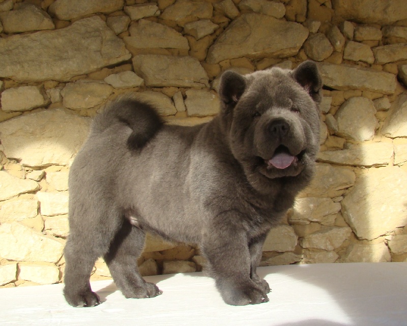 Publication : du Yang tse Kiang Auteur : Yang tse kiang kennel