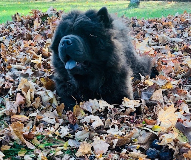 Publication : du Yang tse Kiang