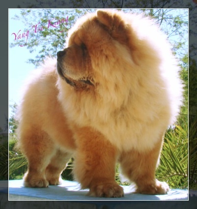 Publication : du Yang tse Kiang Auteur : Yang tse kiang kennel