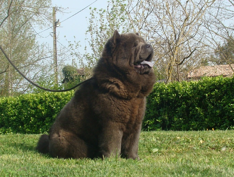 Publication : du Yang tse Kiang Auteur : Yang tse kiang kennel