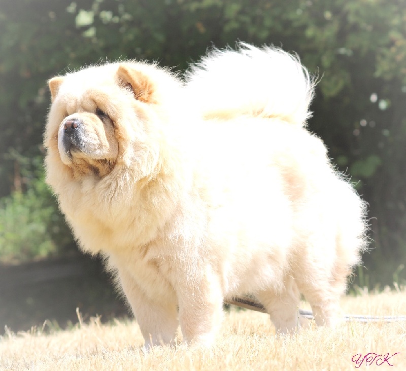 Publication : du Yang tse Kiang