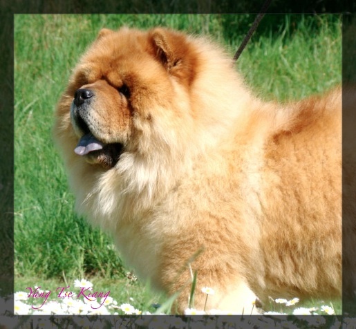 Publication : du Yang tse Kiang Auteur : Yang tse kiang kennel