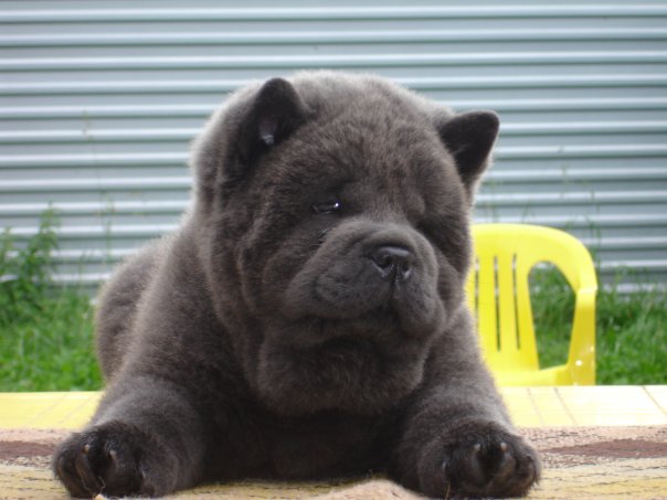 Publication : du Yang tse Kiang Auteur : Yang tse kiang kennel