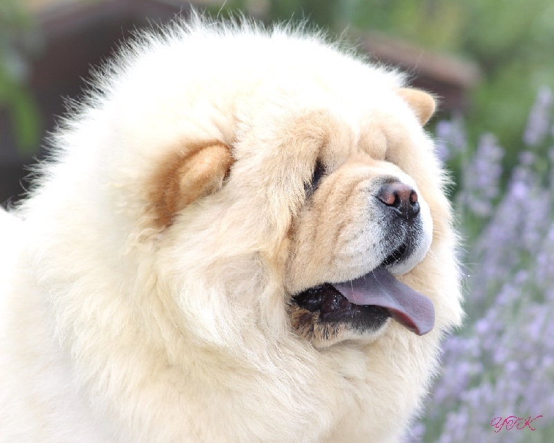 Publication : du Yang tse Kiang