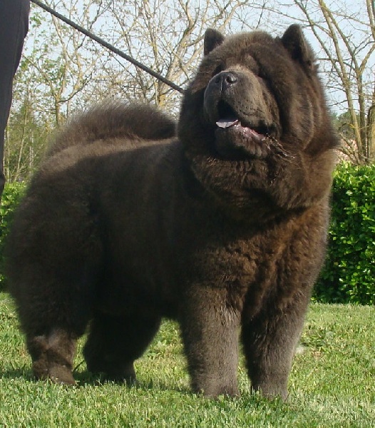 Publication : du Yang tse Kiang Auteur : Yang tse kiang kennel