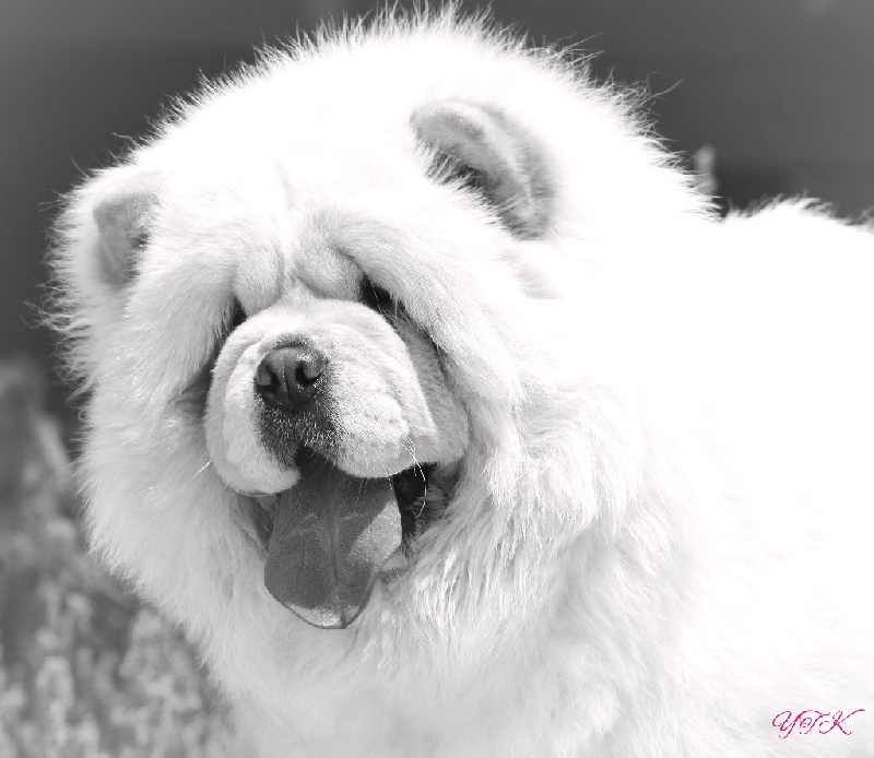 Publication : du Yang tse Kiang