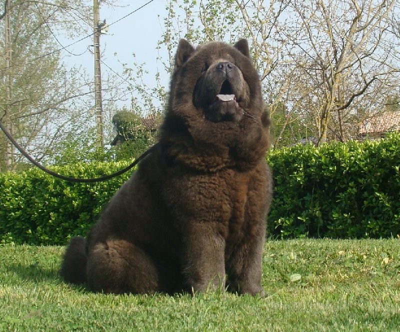 Publication : du Yang tse Kiang Auteur : Yang tse kiang kennel