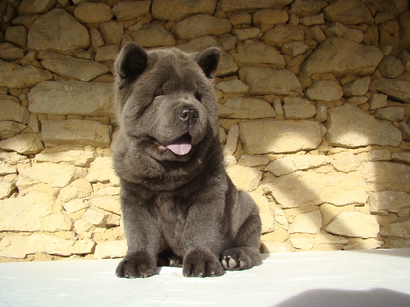 Publication : du Yang tse Kiang Auteur : Yang tse kiang kennel