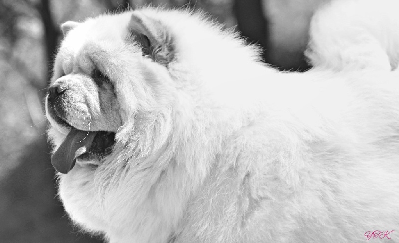 Publication : du Yang tse Kiang