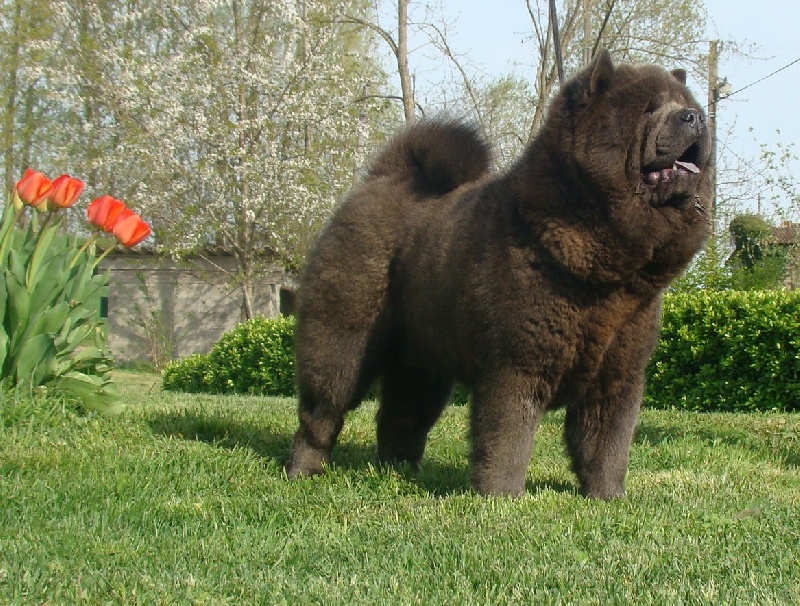 Yasen svet oesming chynees dauphin dalen - 1ere EX