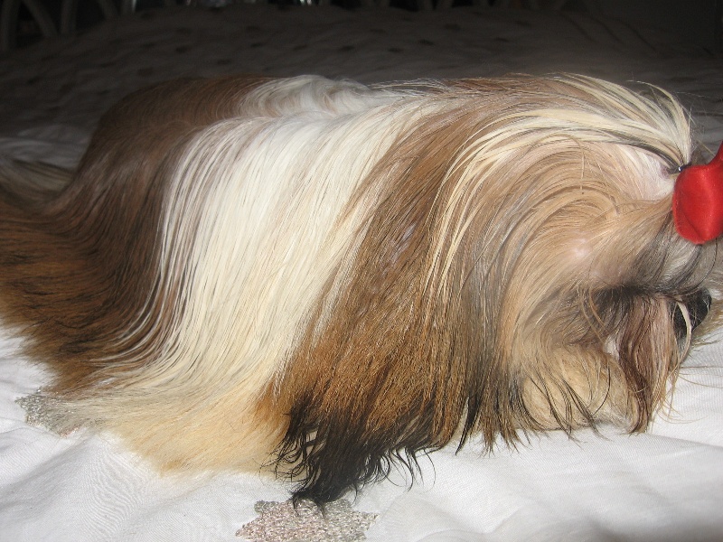 Publication : du domaine de la foret blanche