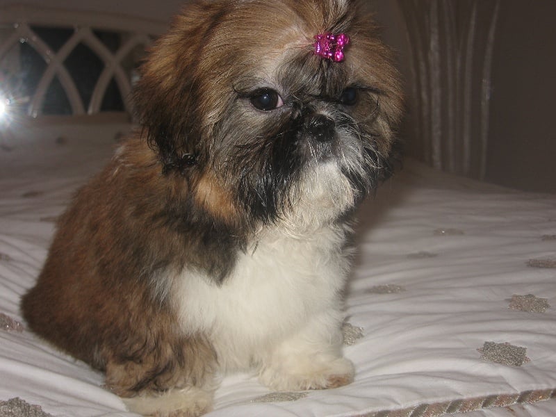 Publication : du domaine de la foret blanche