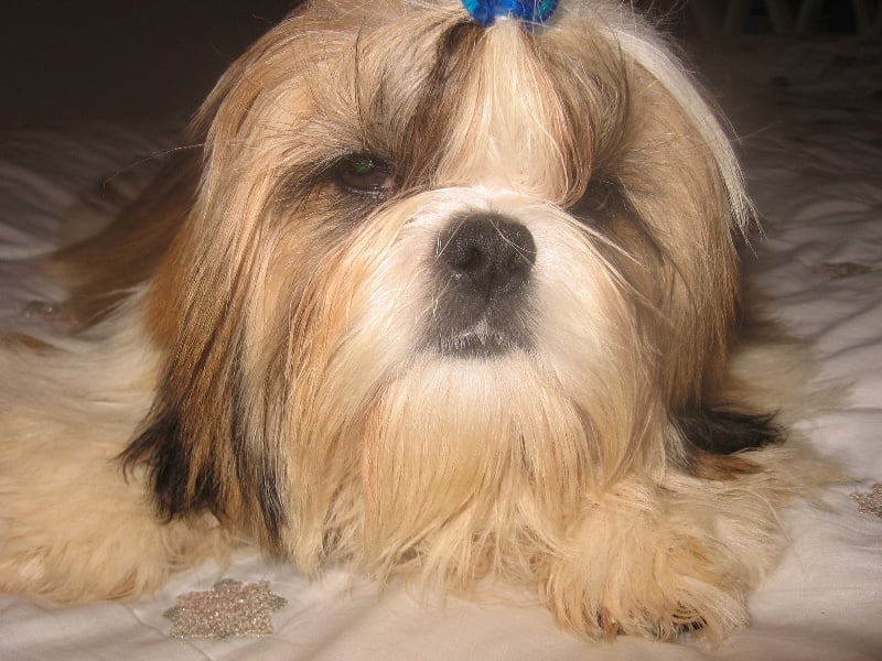 Publication : du domaine de la foret blanche