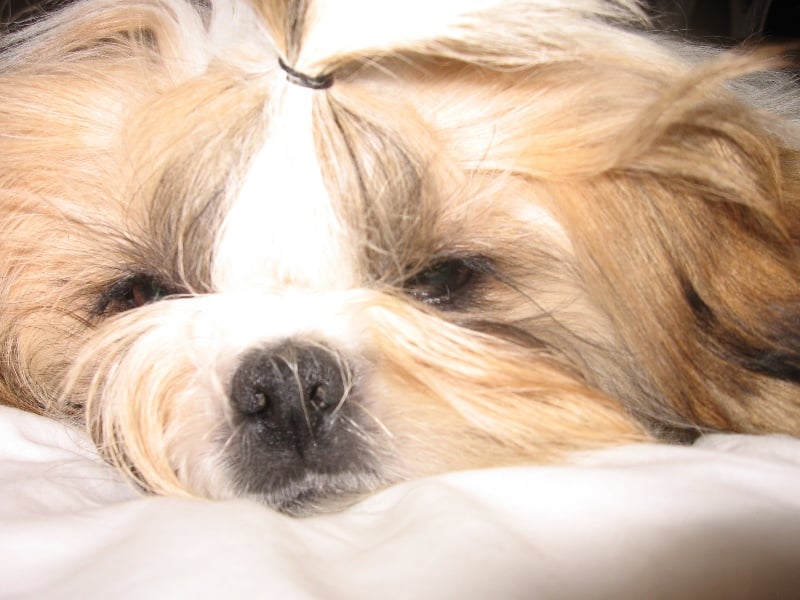 Publication : du domaine de la foret blanche