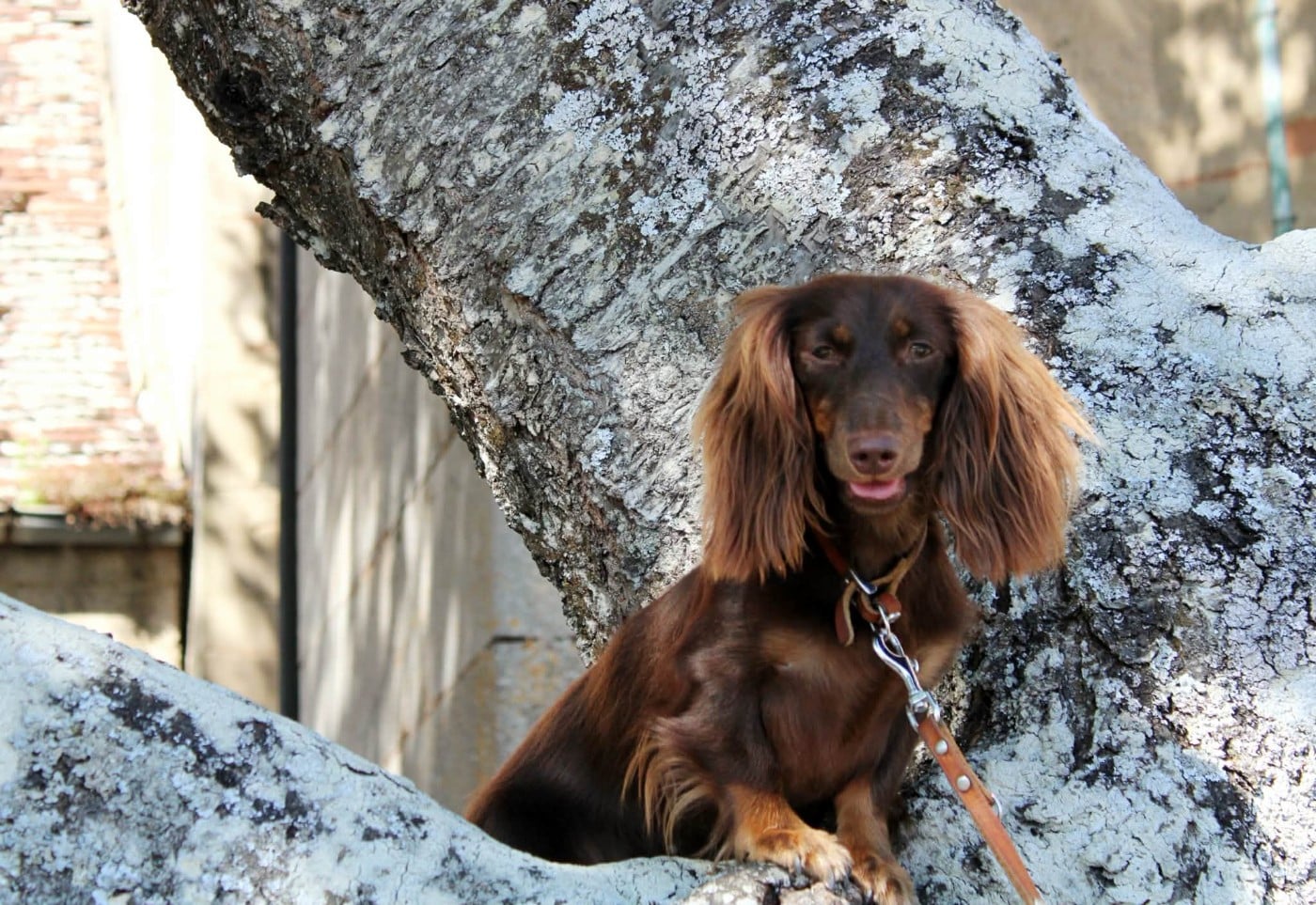 Publication : du domaine de luard Auteur : F. BUSSIERE