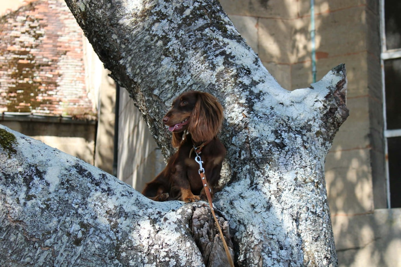 Publication : du domaine de luard Auteur : F. BUSSIERE