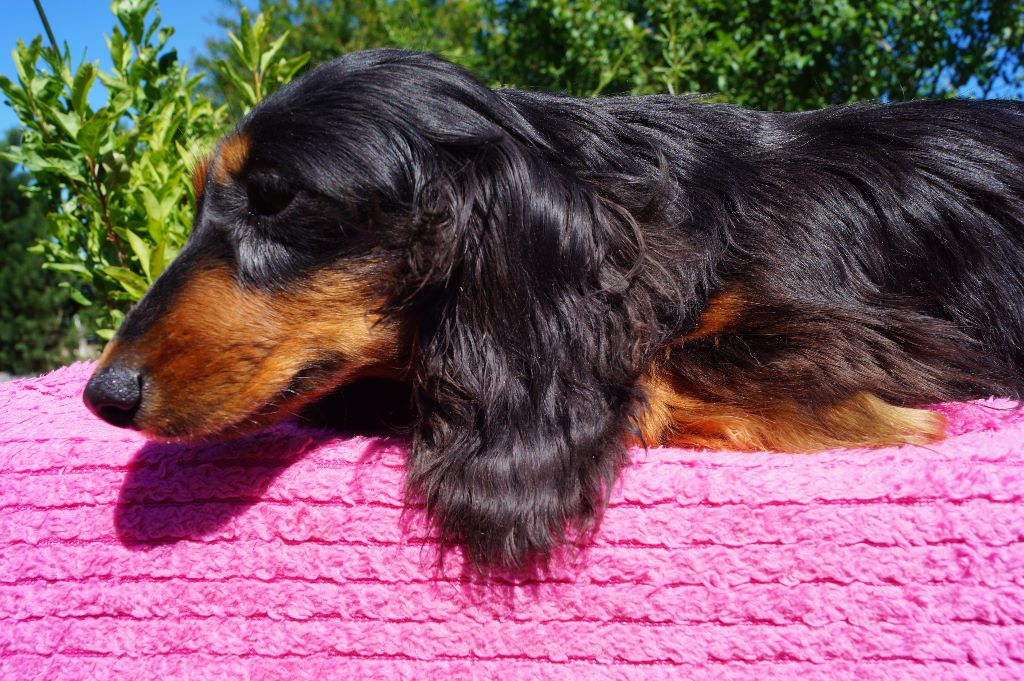 Publication : du domaine de luard Auteur : Alix Bussiere