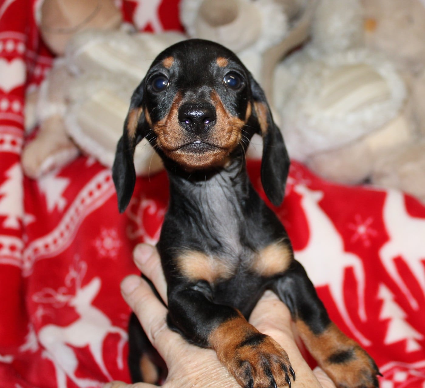 ASTRO Tout petit mâle noir et feu nain ou kaninche