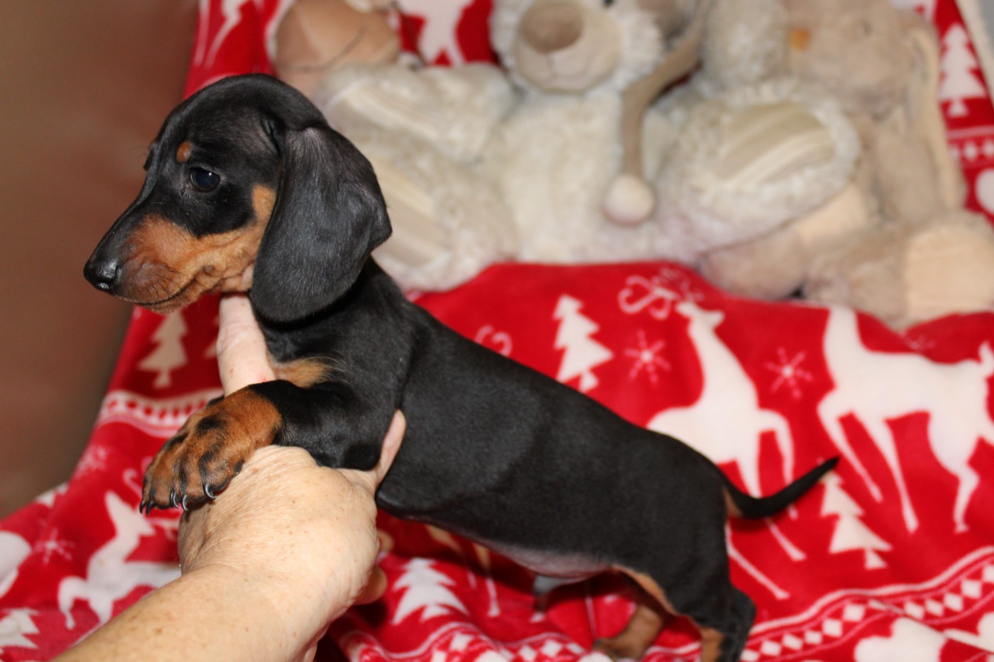 ASTRO Tout petit mâle noir et feu nain ou kaninche