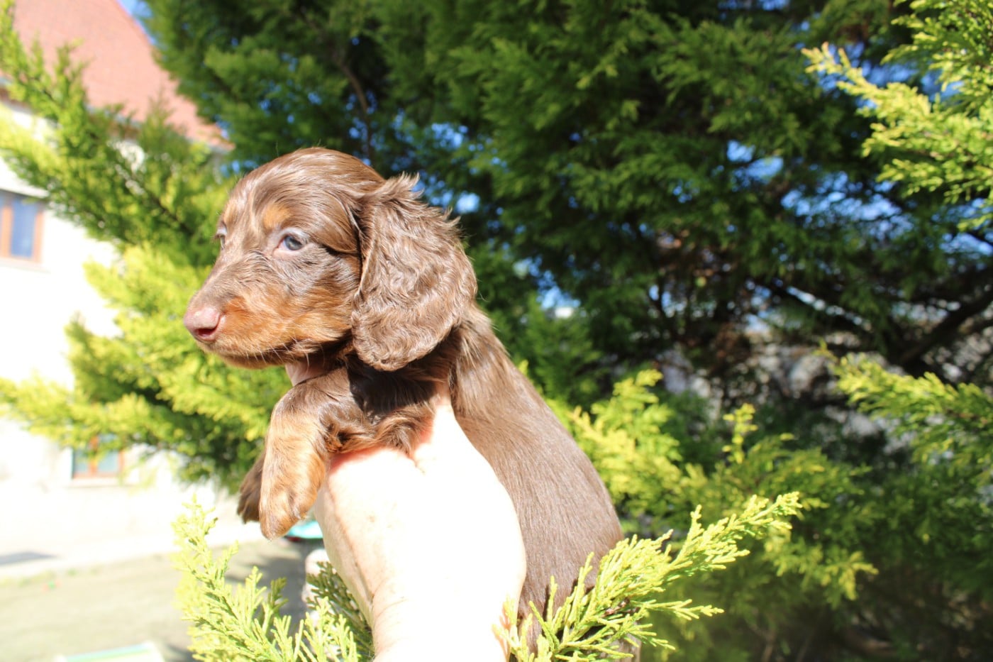 Bébé teckel nain poils longs chocolat et feu