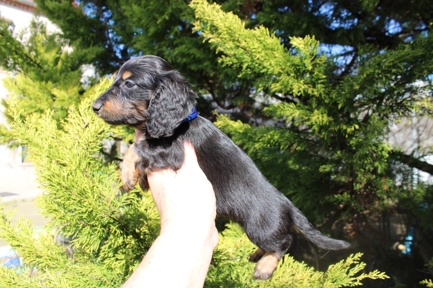 Petit mâle noir et feu teckel nain poils longs - Teckel poil long