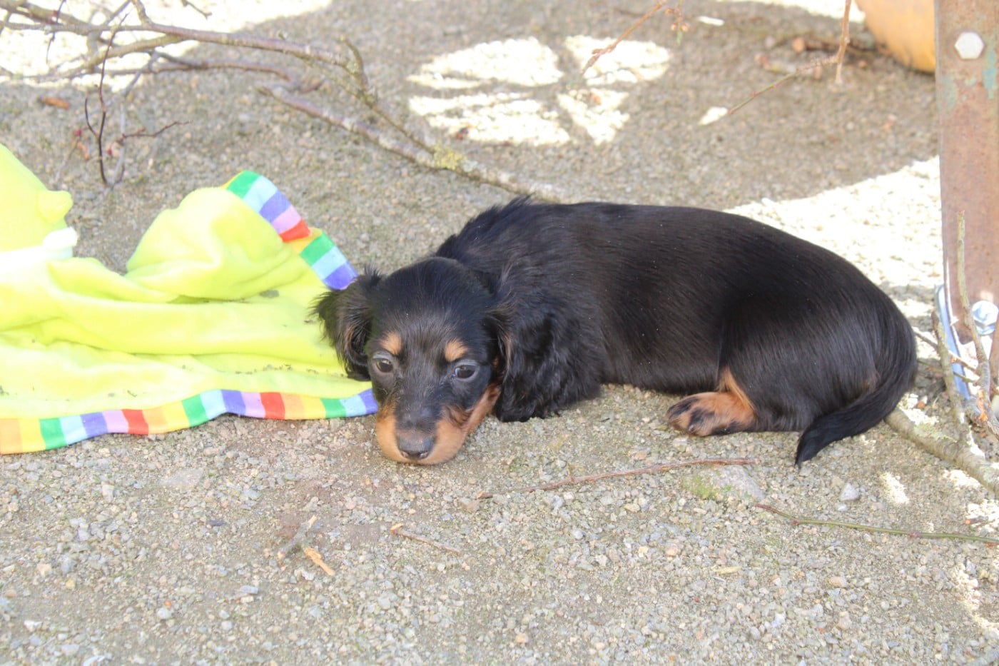 CHIOT 1 - Teckel poil long