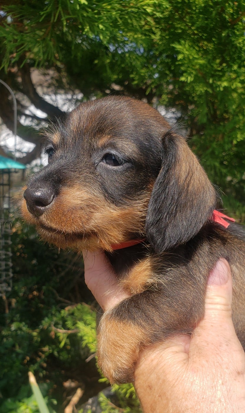 Bébé femelle naine poils durs sanglier collier rou