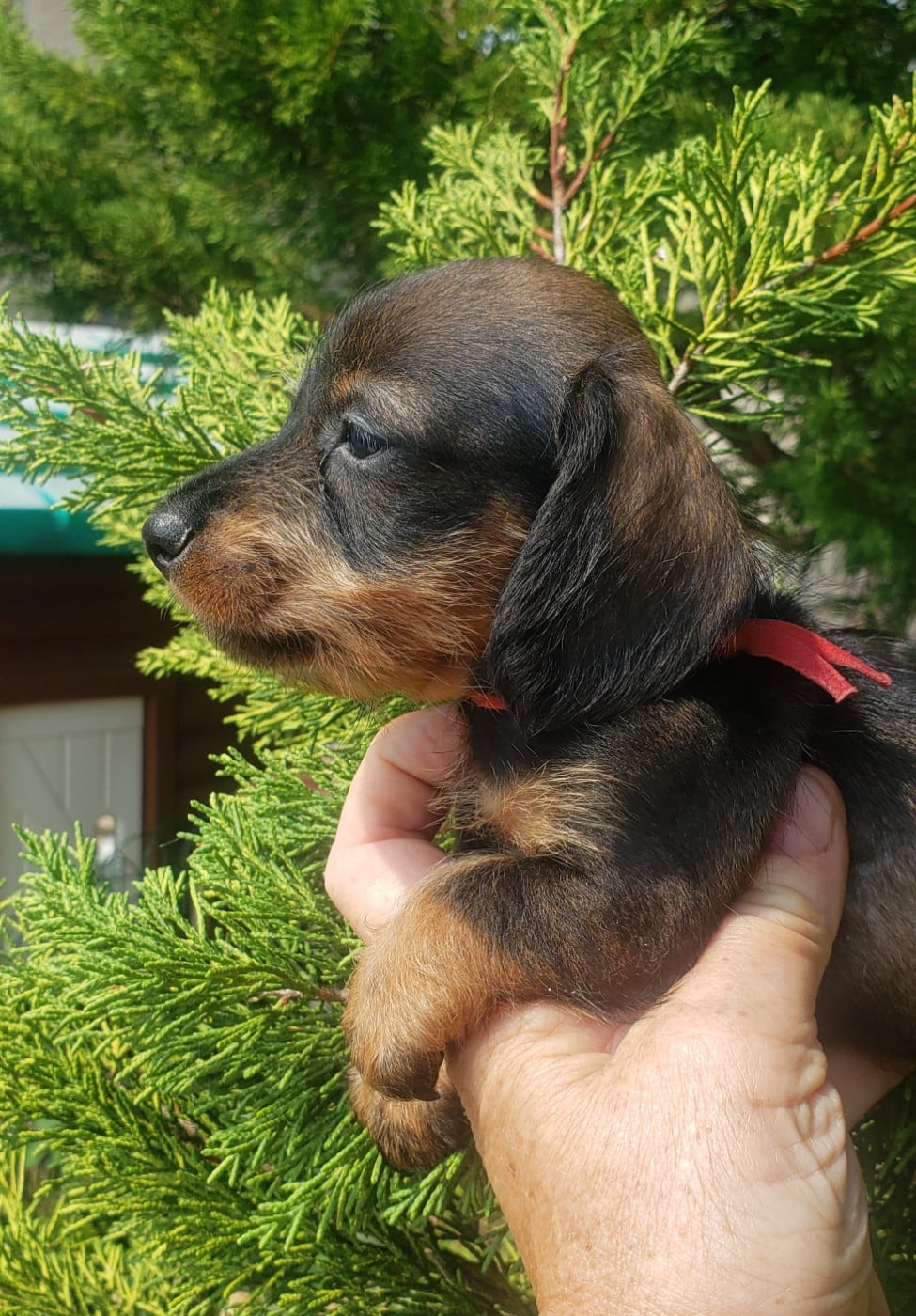 Bébé femelle naine poils durs sanglier collier rou