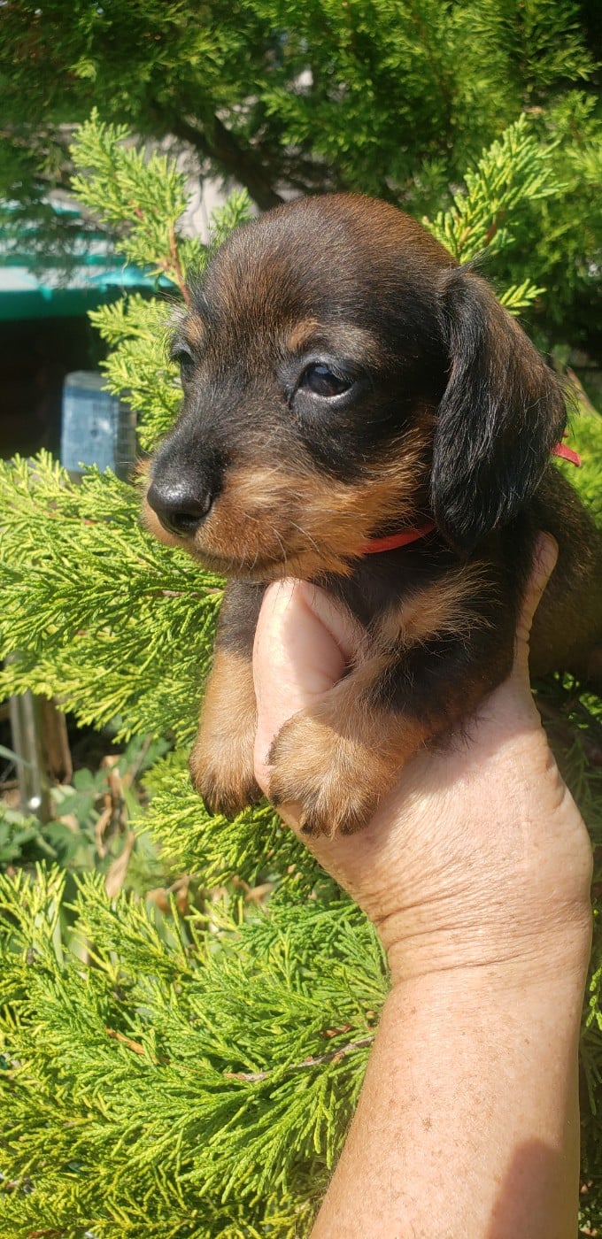 Bébé femelle naine poils durs sanglier collier rou