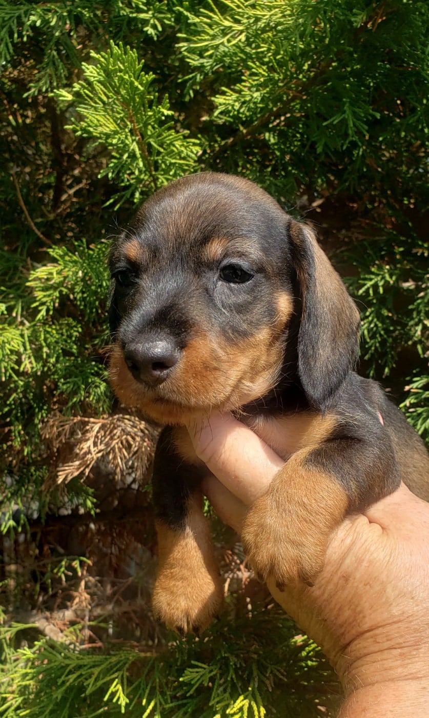 Bébé teckel nain poils durs sanglier collier bleu