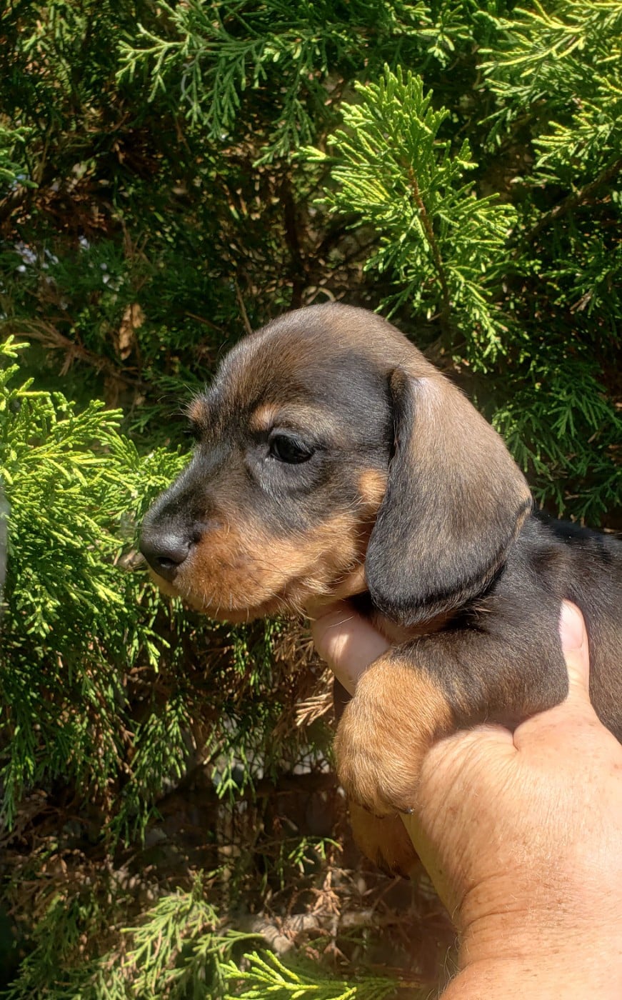Bébé teckel nain poils durs sanglier collier bleu