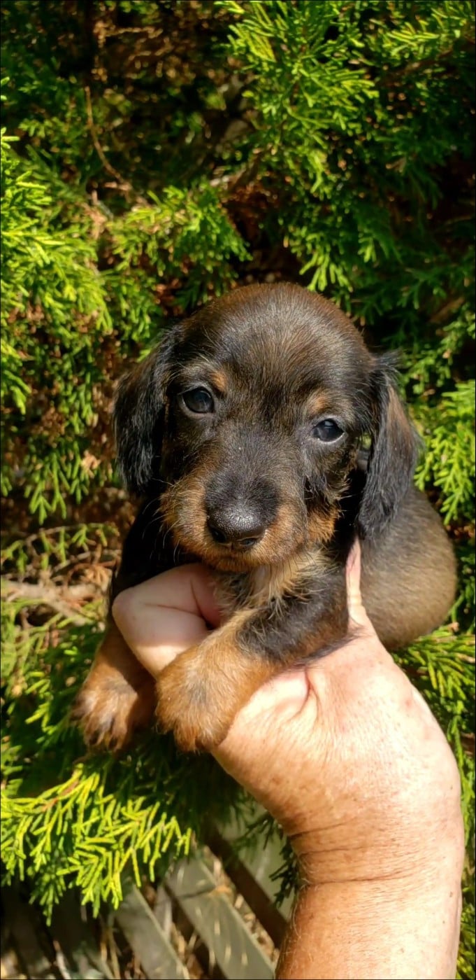 Petite femelle teckel nain ou kaninchen sanglier c