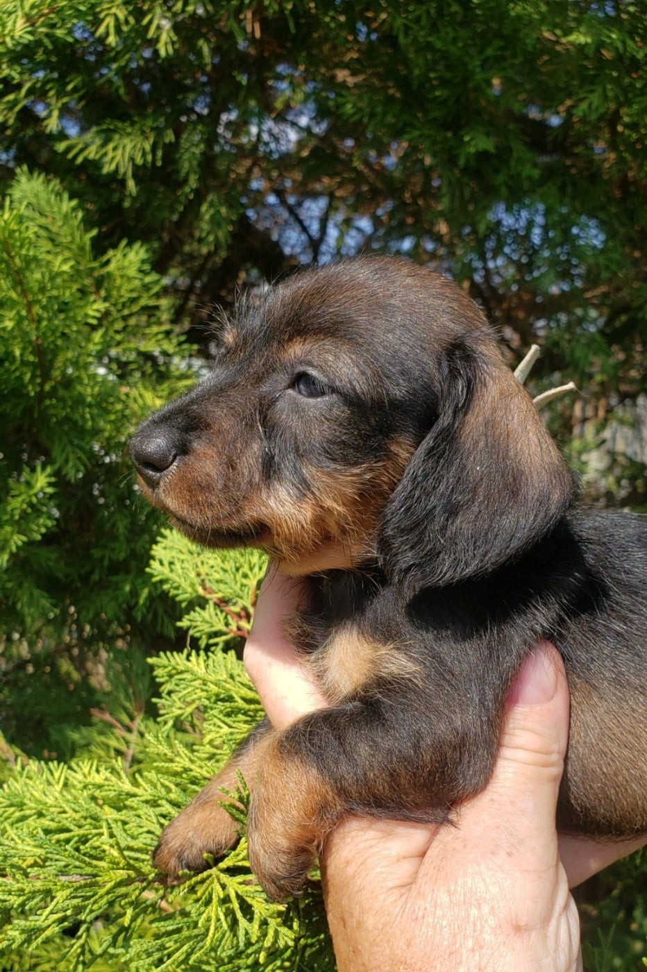 Petite femelle teckel nain ou kaninchen sanglier c