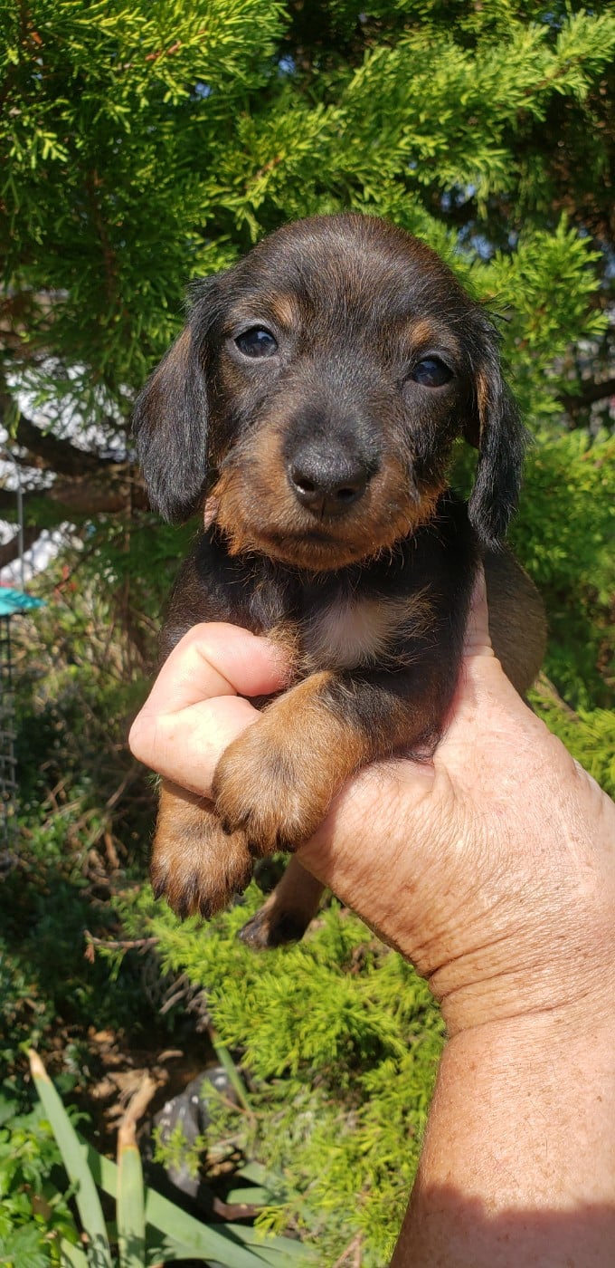 Petite femelle teckel nain ou kaninchen sanglier c
