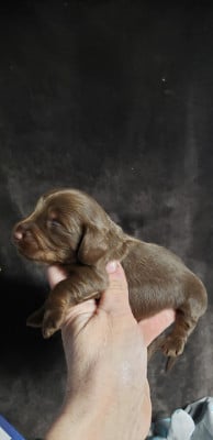 Les chiots de Teckel poil long