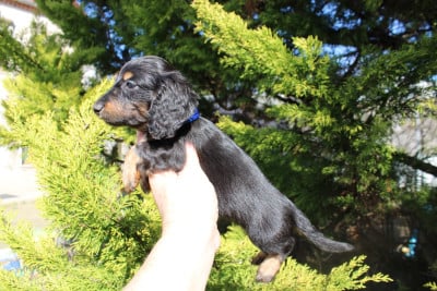 Petit mâle noir et feu teckel nain poils longs - Teckel poil long