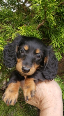 Les chiots de Teckel poil long