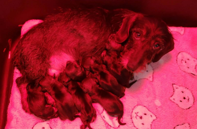 Chiot N°2 - Teckel poil dur