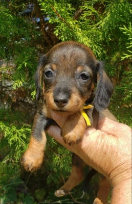 Les chiots de Teckel poil dur
