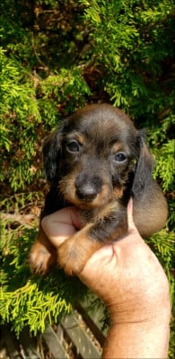 Les chiots de Teckel poil dur