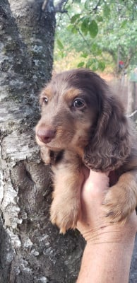 Les chiots de Teckel poil long