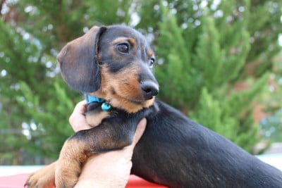 Les chiots de Teckel poil dur