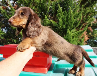 Les chiots de Teckel poil long