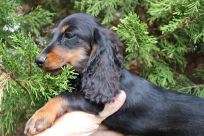 Les chiots de Teckel poil long