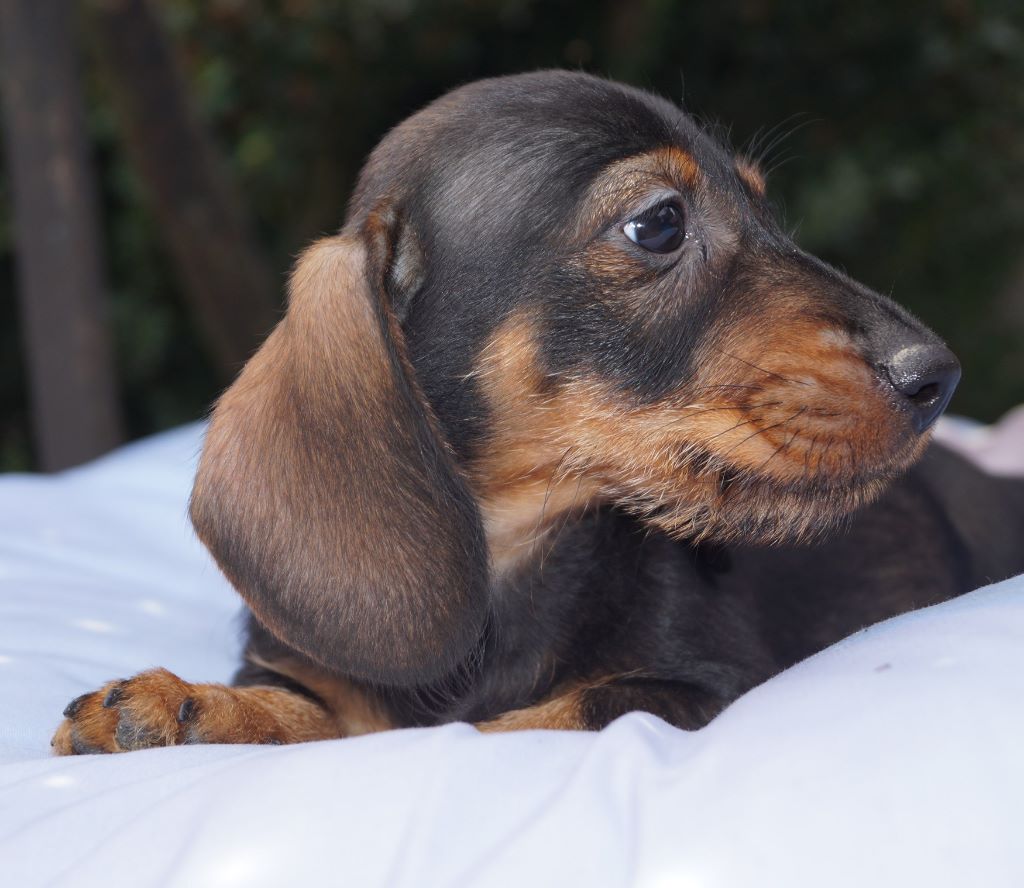 Chiot Elevage du domaine de luard eleveur de chiens Teckel poil dur