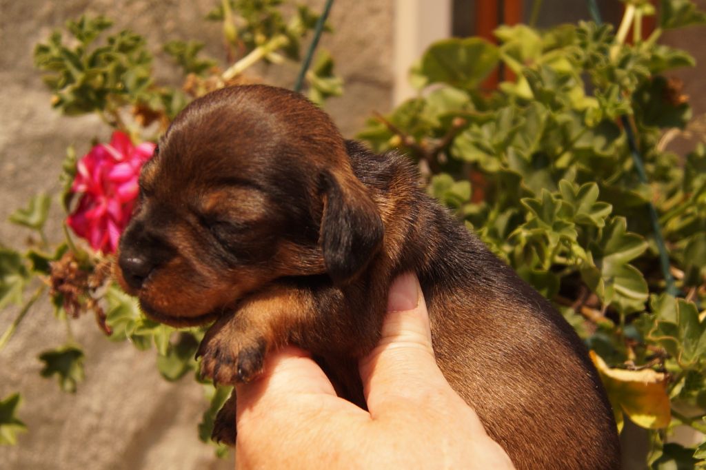 Accueil Elevage Du Domaine De Luard Eleveur De Chiens Teckel Poil Dur